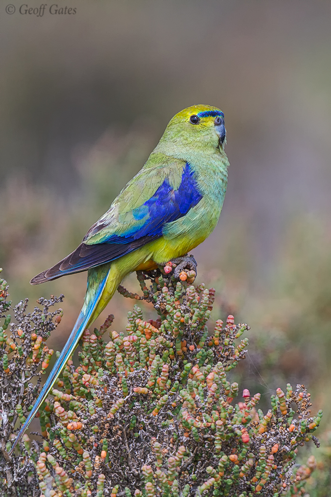 Grey Go-away-bird (Zambia birds) · iNaturalist