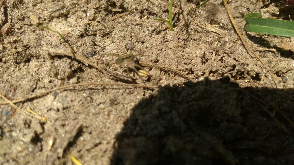 Wolf Spiders and Allies from 1464 Victory Rd, Franklin, GA 30217, USA ...