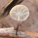 Marasmius subvenosus - Photo (c) Peter Kelly, all rights reserved, uploaded by Peter Kelly