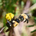 Honey Bees, Bumble Bees, and Allies - Photo (c) Trish Dooling, all rights reserved, uploaded by Trish Dooling