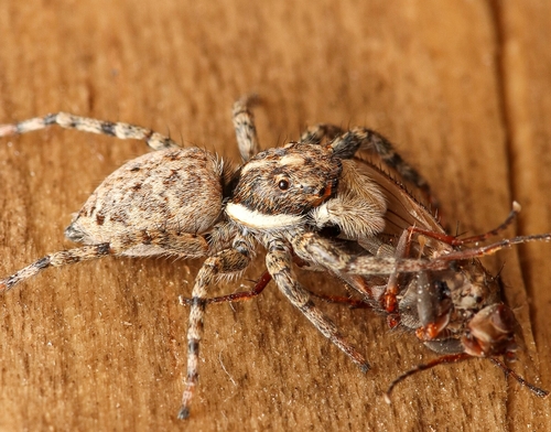 Half-edged Wall Jumping Spider