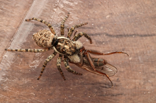 Half-edged Wall Jumping Spider