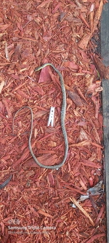 Common Tree Snake sighting