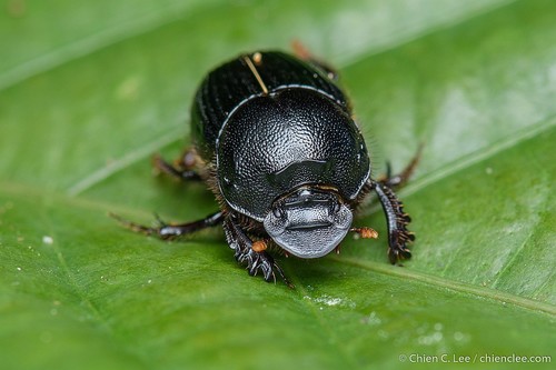 Onthophagus rorarius