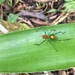 Arachnoscelidina - Photo (c) olman82, todos los derechos reservados