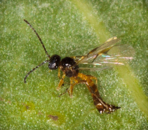 iNaturalist observation photo of Aphidiini
