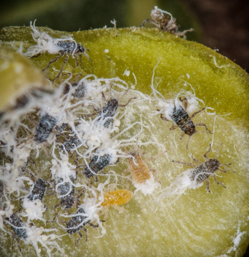 iNaturalist observation photo of Cherubic Poplar Petiole-gall Aphid