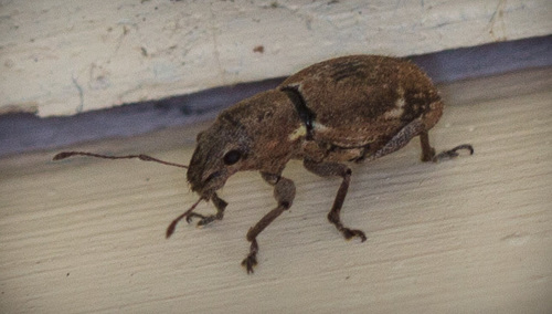 iNaturalist observation photo of Fuller's rose weevil