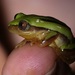 Clarke's Banana Frog - Photo (c) Matthias De Beenhouwer, all rights reserved, uploaded by Matthias De Beenhouwer