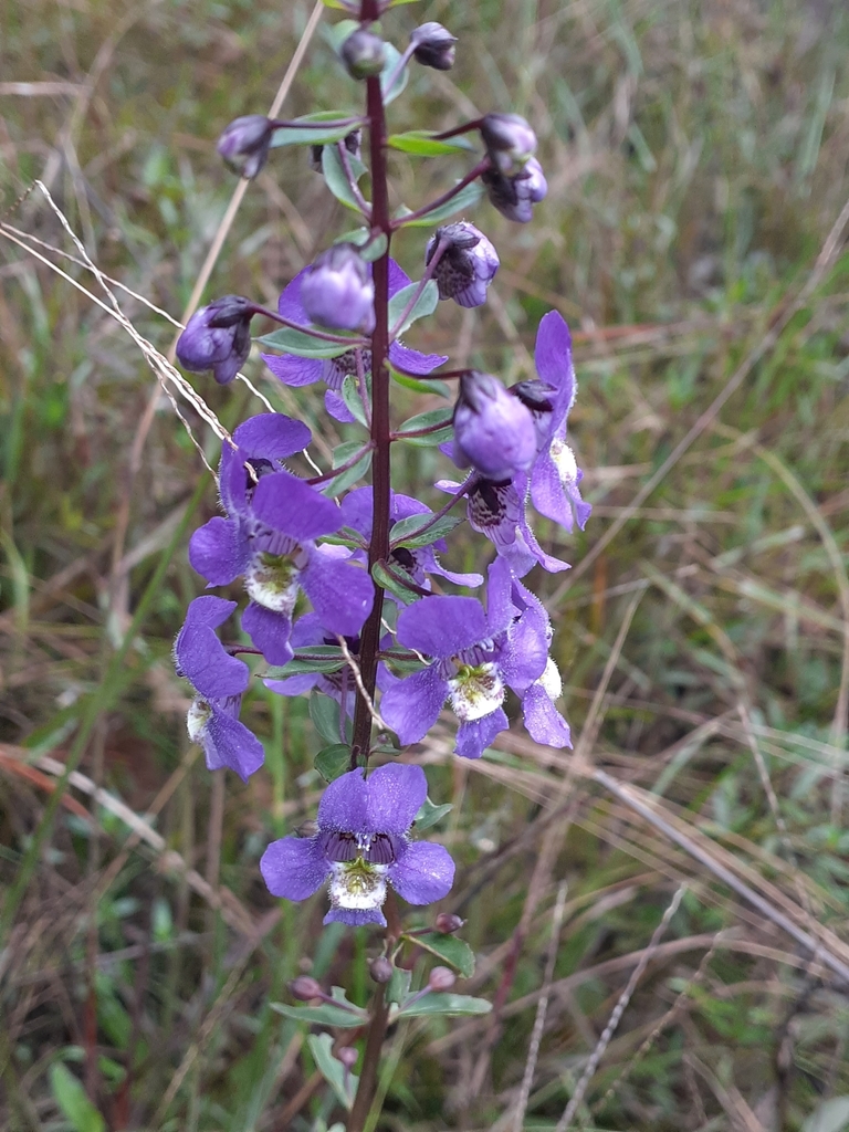 Angelonia angustifolia