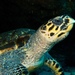 Hawksbill Sea Turtle - Photo (c) Craig Minkley, all rights reserved, uploaded by Craig Minkley