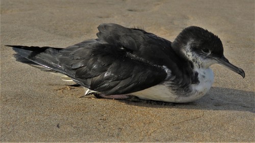 Manx Shearwater