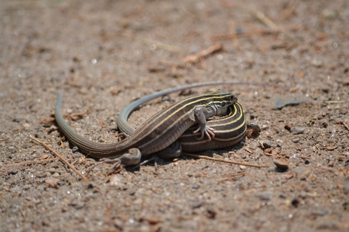 Plateau Striped Whiptail