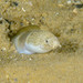Halfband Snake Eel - Photo (c) Andrew Trevor-Jones, all rights reserved, uploaded by Andrew Trevor-Jones