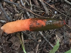 Mutinus elegans image