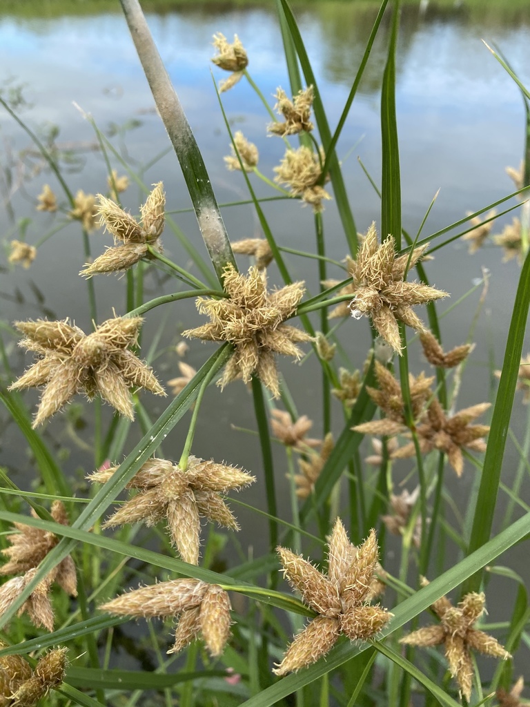 Alkali bulrush