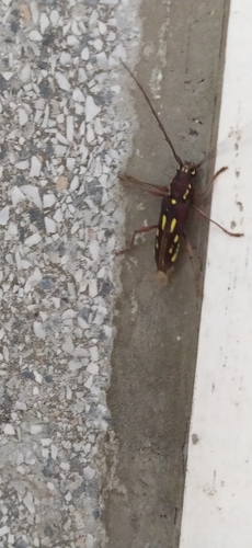 Ambonus distinctus