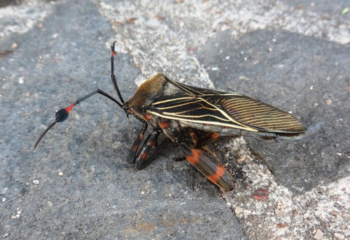Pachylis gigas