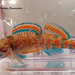 Creole Darter - Photo (c) Dustin Lynch, all rights reserved, uploaded by Dustin Lynch