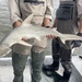 Sphyrna tiburo - Photo (c) mattduza, כל הזכויות שמורות