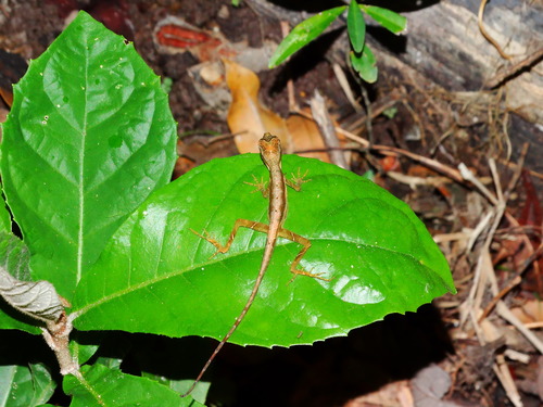 Common Forest Anole