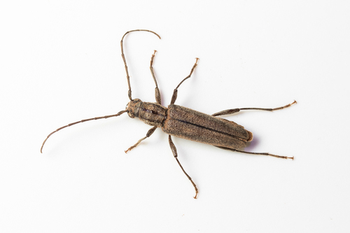 Icosium tomentosum Lucas, 1854