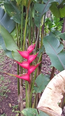 Heliconia stricta image