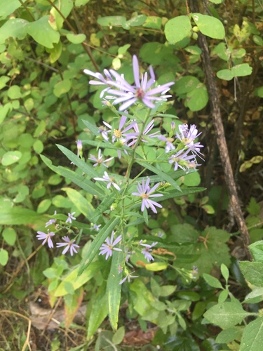 Symphyotrichum X columbianum