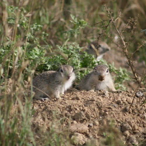 Perote Ground Squirrel