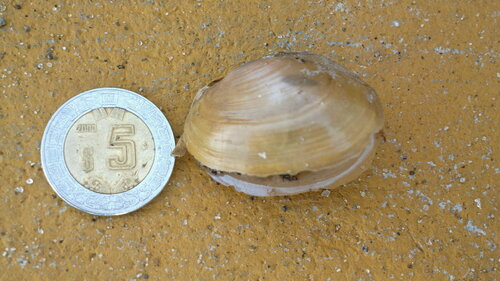 Anodonta impura