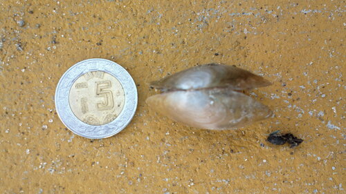 Anodonta impura