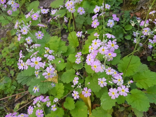 Primula malacoides Franch.
