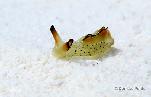 Ornate sap-sucking slug
