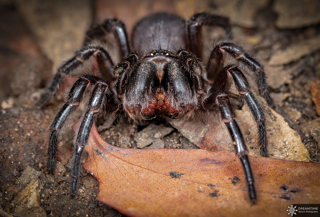 Sydney funnel-web spider - Wikipedia