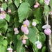 Begonia ravenii - Photo (c) 吸吸, todos los derechos reservados, uploaded by 吸吸