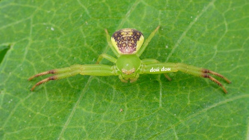 Misumenops hunanensis · iNaturalist