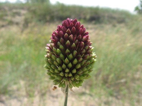 Round-headed Leek