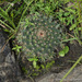 Mammillaria wiesingeri apamensis - Photo (c) Juan Carlos Garcia Morales, kaikki oikeudet pidätetään, uploaded by Juan Carlos Garcia Morales
