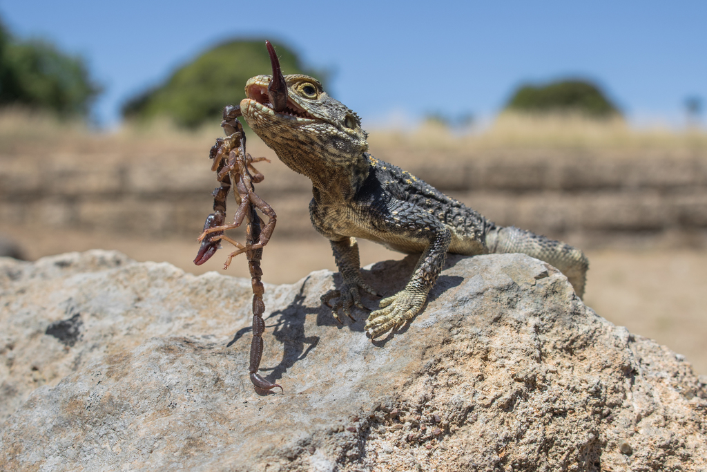 Roughtail Rock Agama