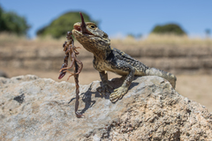 Roughtail Rock Agama