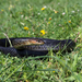 Large Whip Snake - Photo (c) Konstantinos Kalaentzis, all rights reserved, uploaded by Konstantinos Kalaentzis