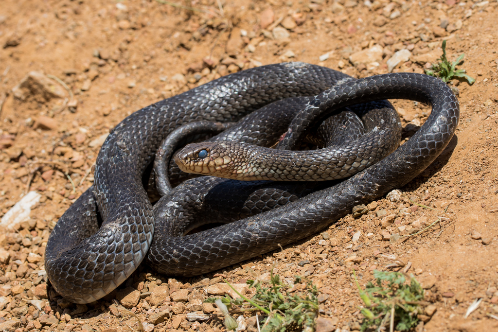 Large Whip Snake (Dolichophis jugularis)