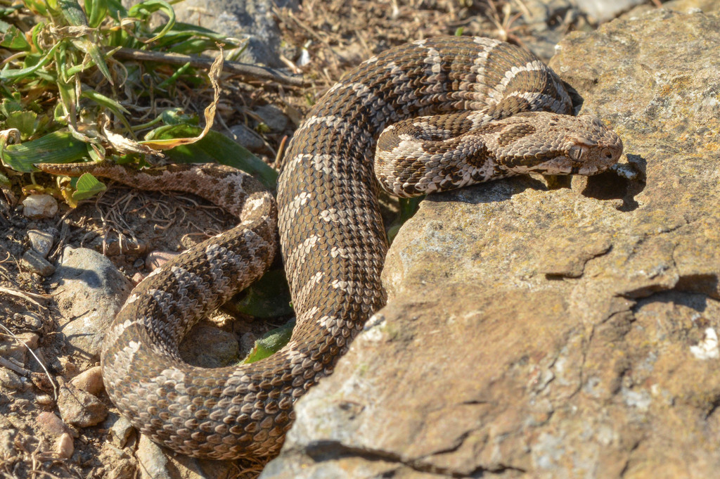 Ottoman Viper from East Macedonia and Thrace, Greece on May 3, 2015 at ...