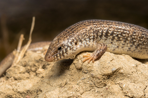 Ocellated Bronze Skink