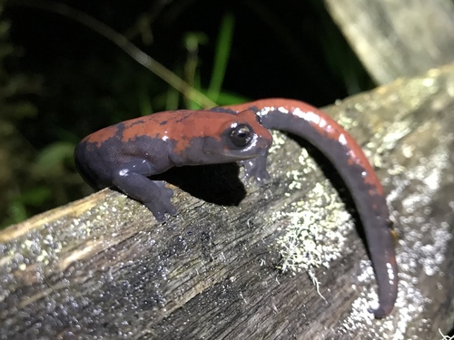 Red-spotted Webfoot Salamander - Photo (c) nito72, all rights reserved, uploaded by nito72