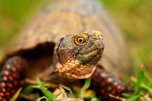 Mexican Box Turtle (Subspecies Terrapene carolina mexicana ...