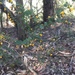 Bossiaea rhombifolia - Photo (c) tessharris01, todos los derechos reservados