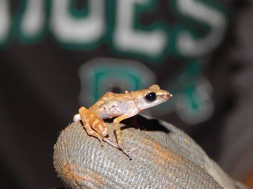 Pale Chirping Frog
