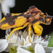 Ambush Bugs - Photo (c) DinGo OcTavious, all rights reserved, uploaded by DinGo OcTavious