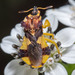 Jagged Ambush Bug - Photo (c) DinGo OcTavious, all rights reserved, uploaded by DinGo OcTavious